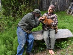 04A Mario Benassi And Steve Kroschel Hold A Red Fox At The Kroschel Wildlife Center Near Haines Alaska